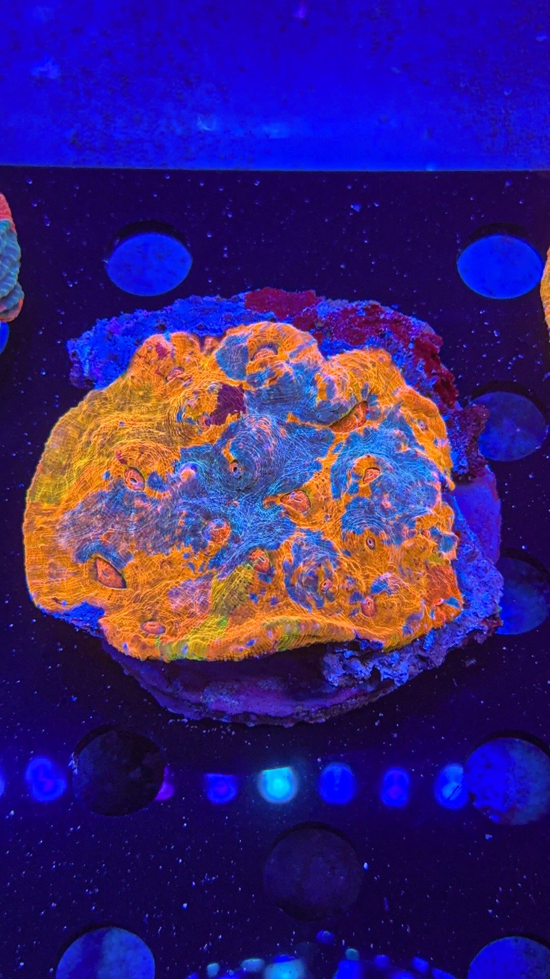 Rainbow Meltdown Chalice Colony (WYSIWYG)