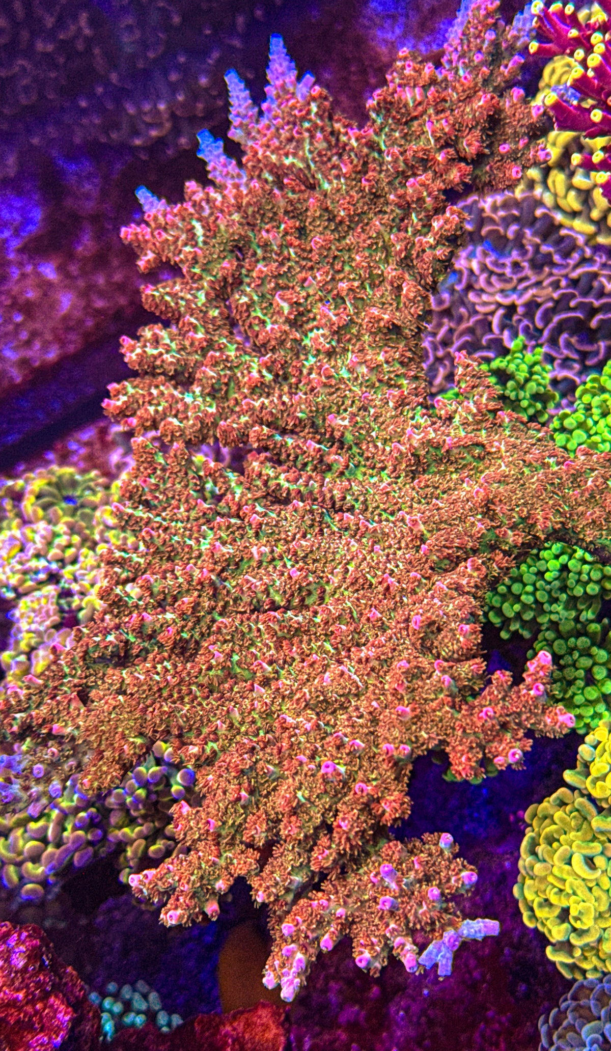 Strawberry Shortcake Acro (WYSIWYG)