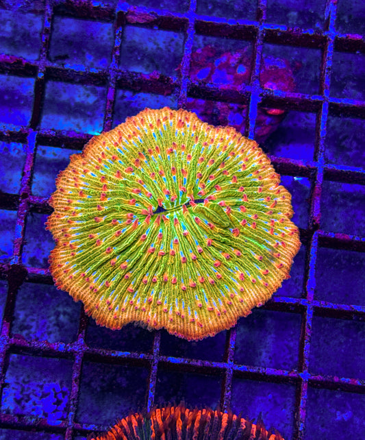 Yellow Fungia (WYSIWYG)