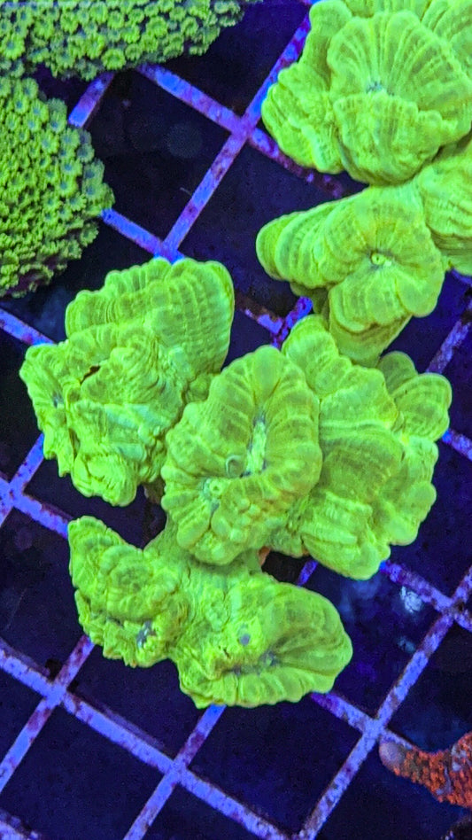 Kryptonite Candy Cane (WYSIWYG)