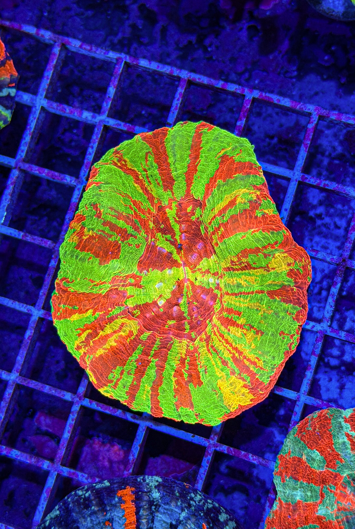 Bleeding Sphinx Scoly (WYSIWYG)