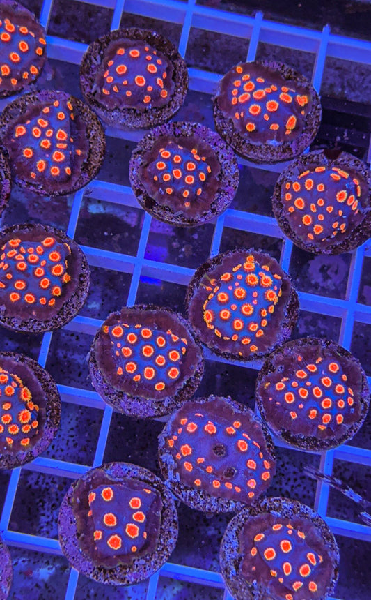 Biohazard Cyphastrea (WYSIWYG)