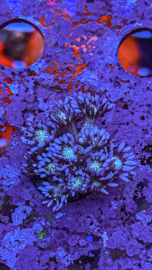 WCC Blue Tip Glitter Goni (WYSIWYG)