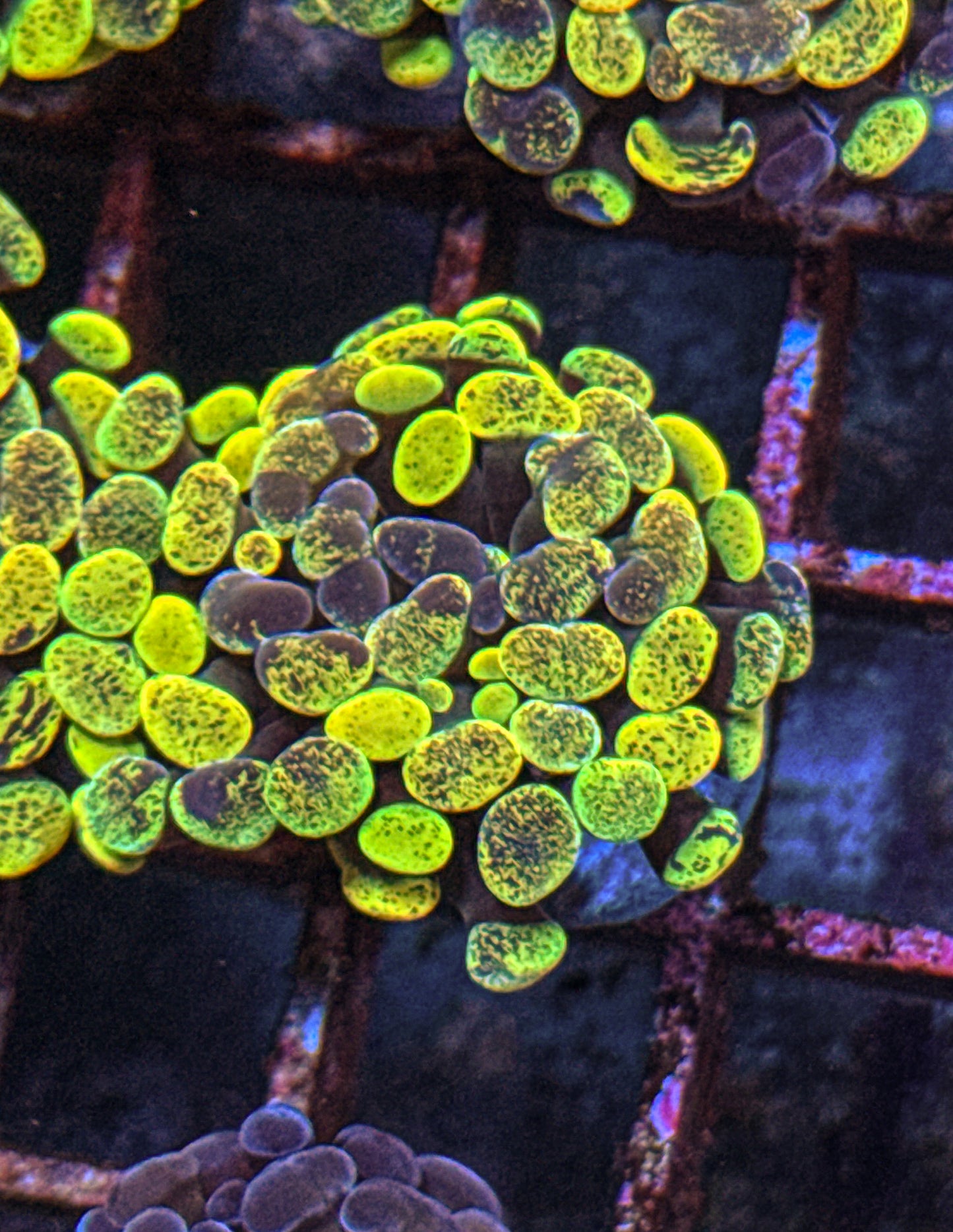 True Yellow Splatter Hammer (WYSIWYG)