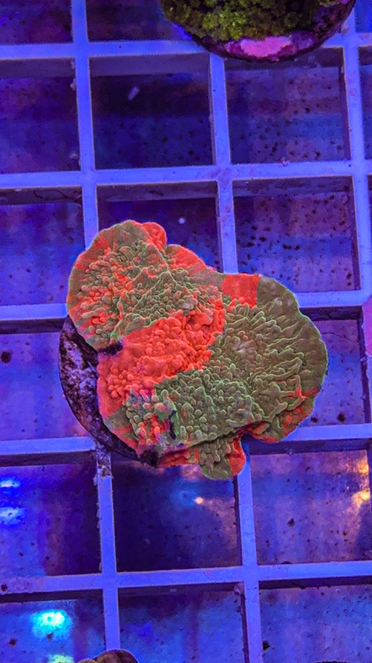 WWC Grafted Monti Cap (WYSIWYG)