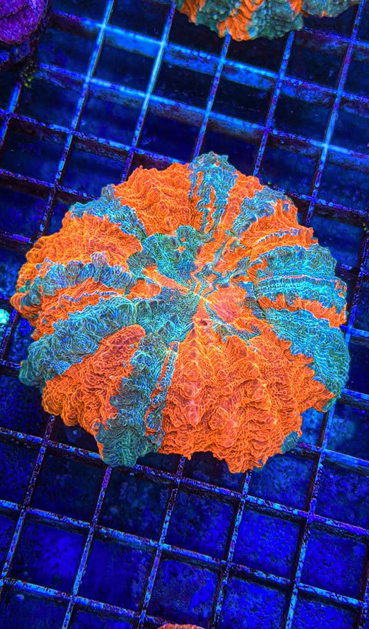 Acanthophyllia (WYSIWYG)