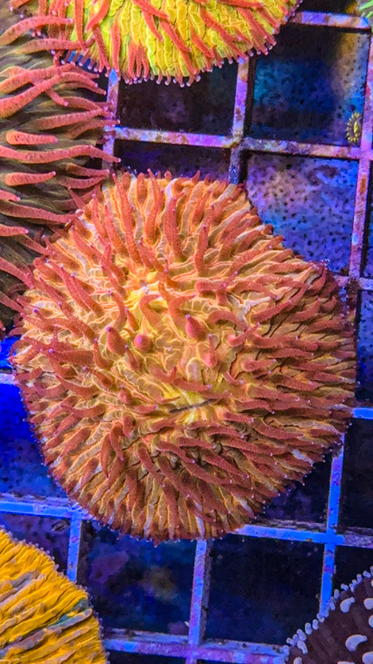 Double Mouth Fuego Fungia (WYSIWYG)