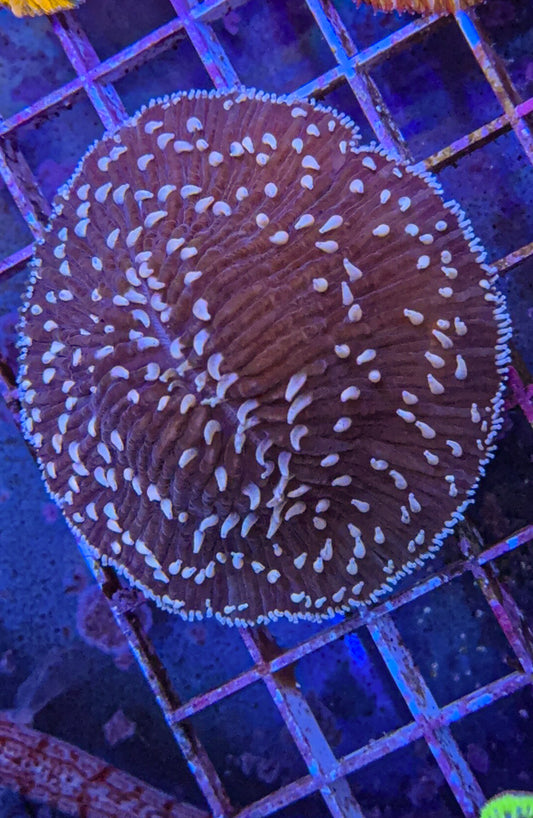 Purple Frost Tip Fungia (WYSIWYG)