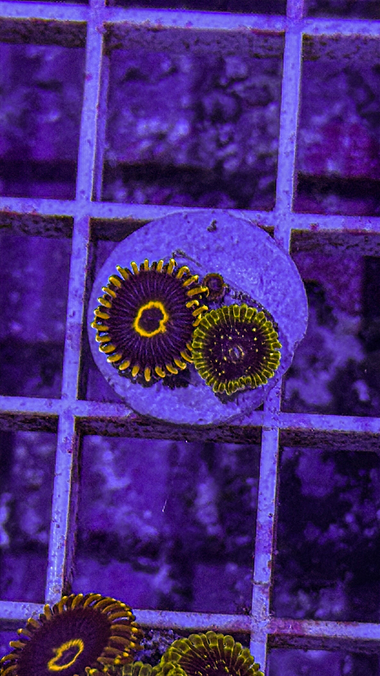 Purple Hornets/Exosphere Zoas (WYSIWYG)