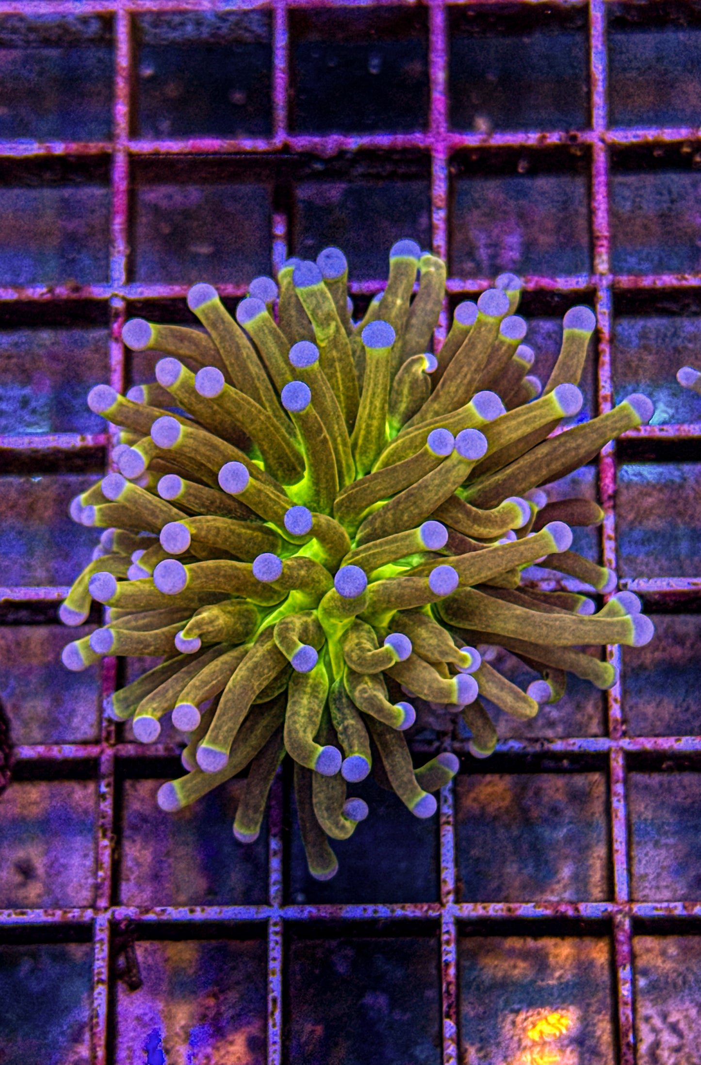 Glitter Holy Grail Torch (WYSIWYG)