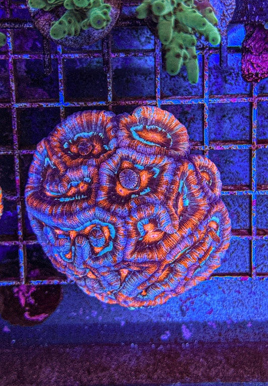 Wilsoni Colony (WYSIWYG)