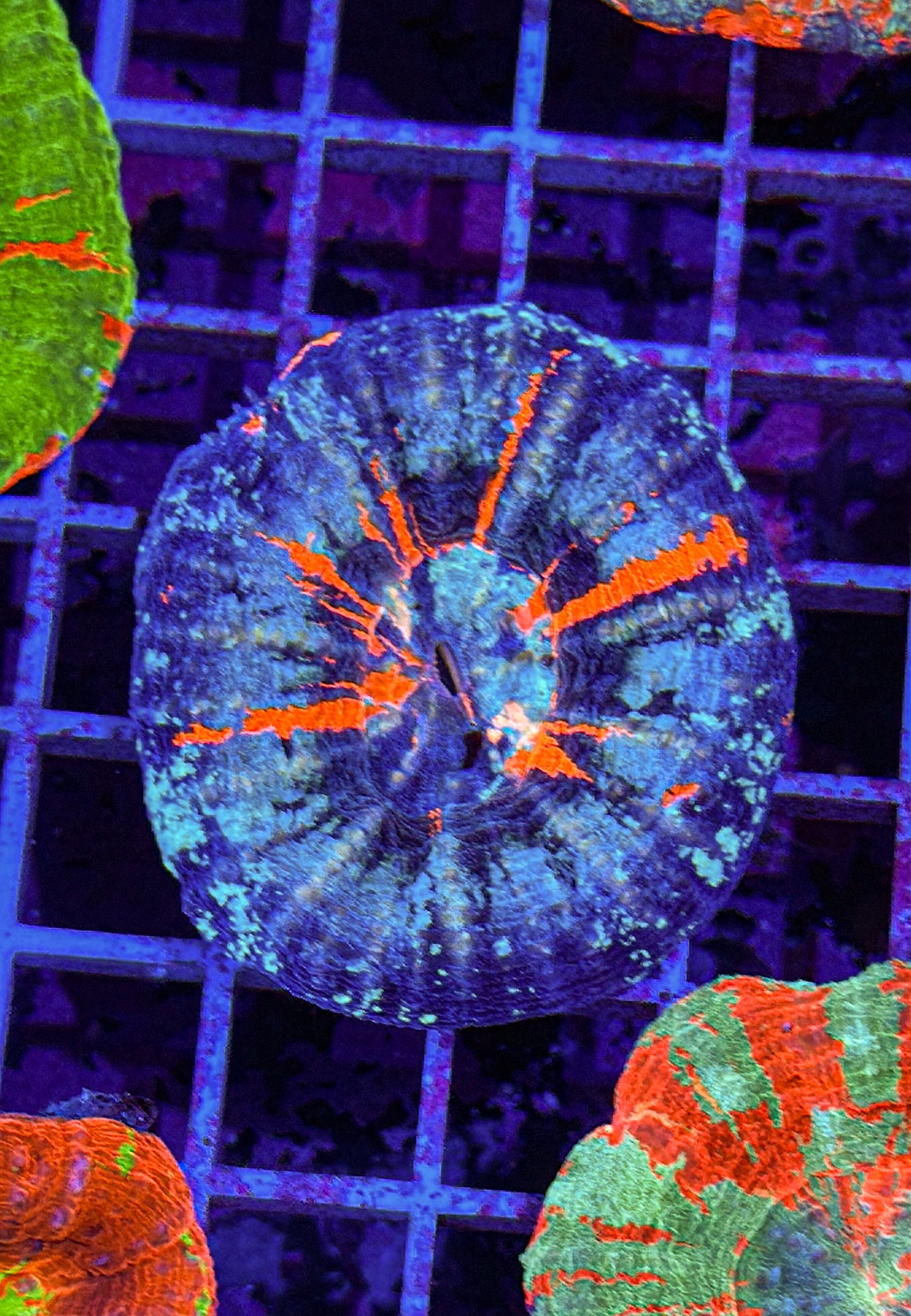 Ultra Blue Ring Scoly (WYSIWYG)