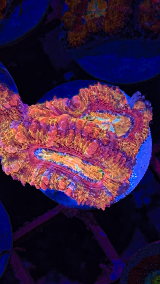 Rainbow Acan (WYSIWYG)
