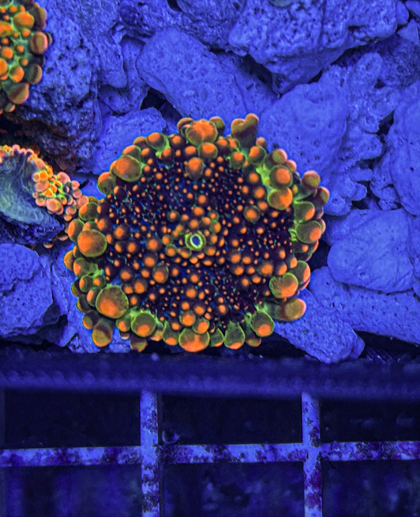 OG Godzilla Yuma (WYSIWYG)