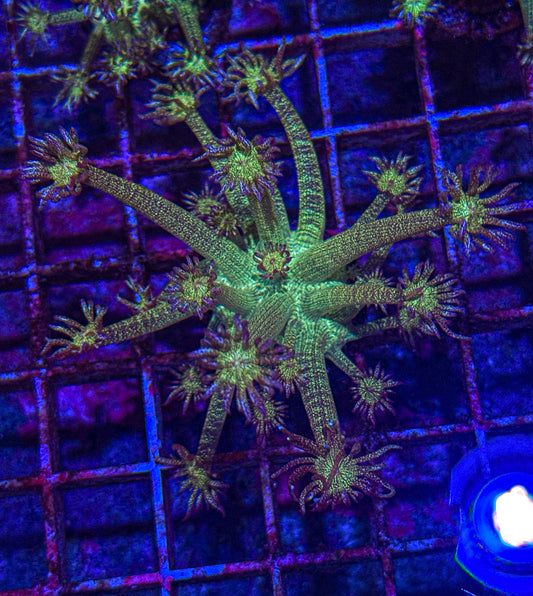 Blue Tip Glitter Goni (WYSIWYG)