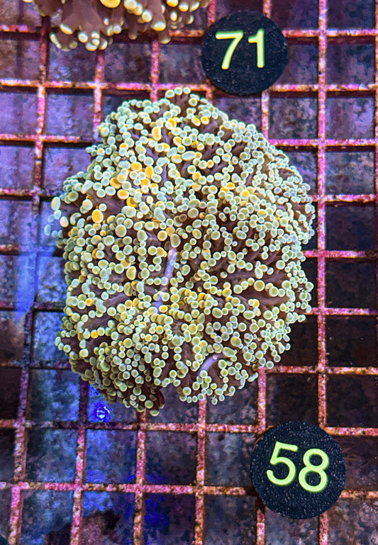 XL Rainbow Kingspawn (WYSIWYG)