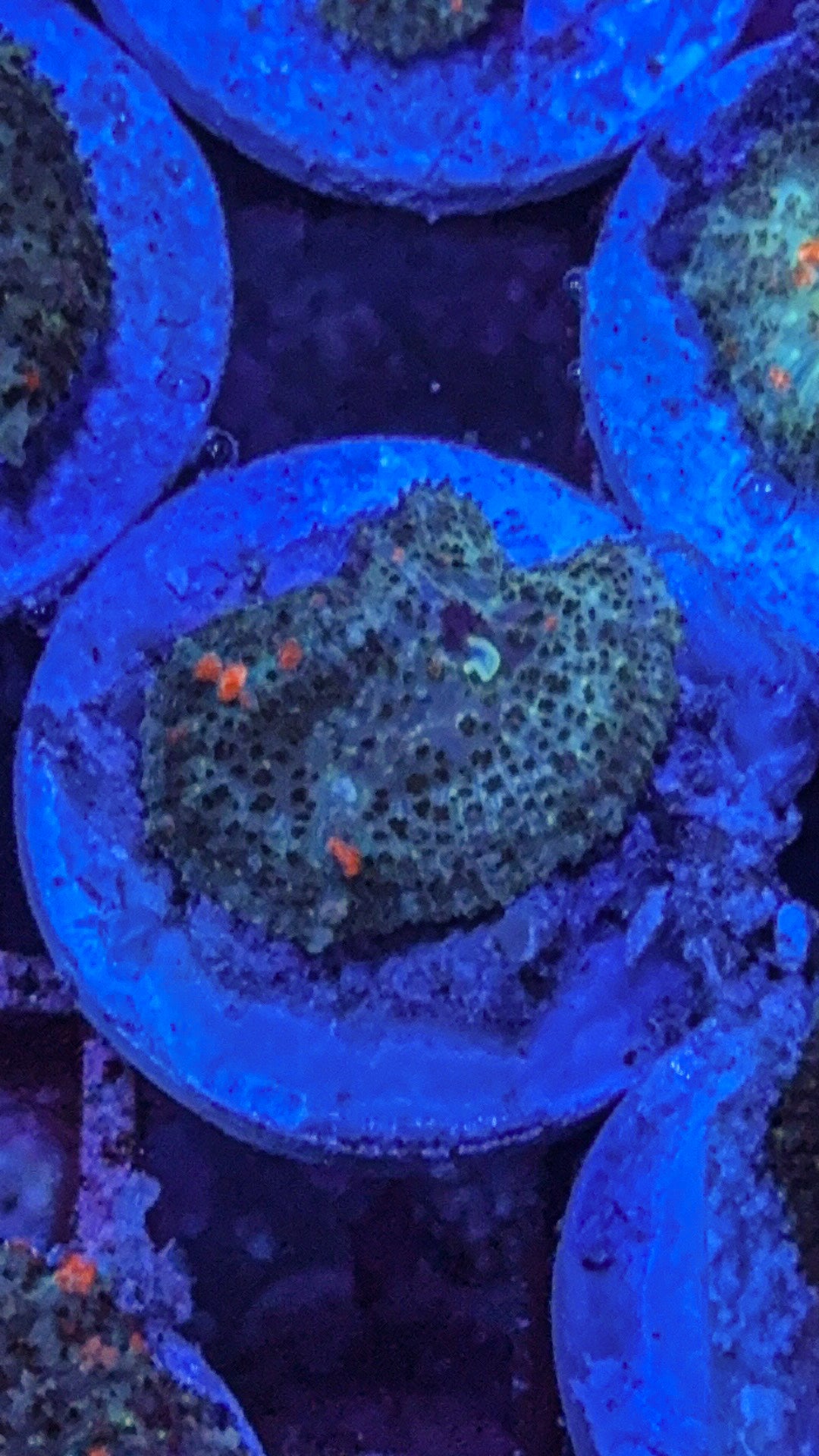 Wild Bounce Mushroom (WYSIWYG)