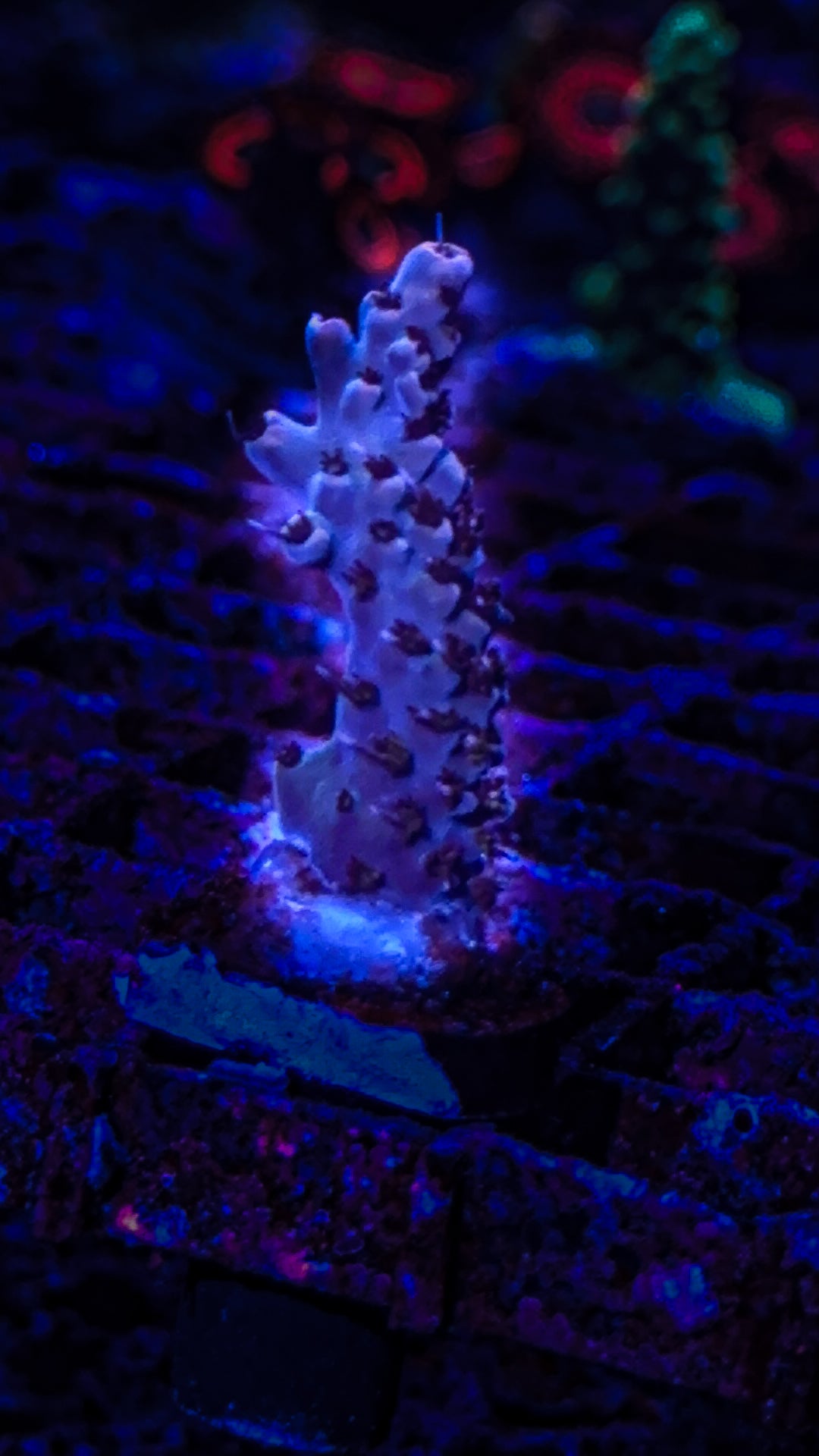 Rainbow Acro (WYSIWYG)