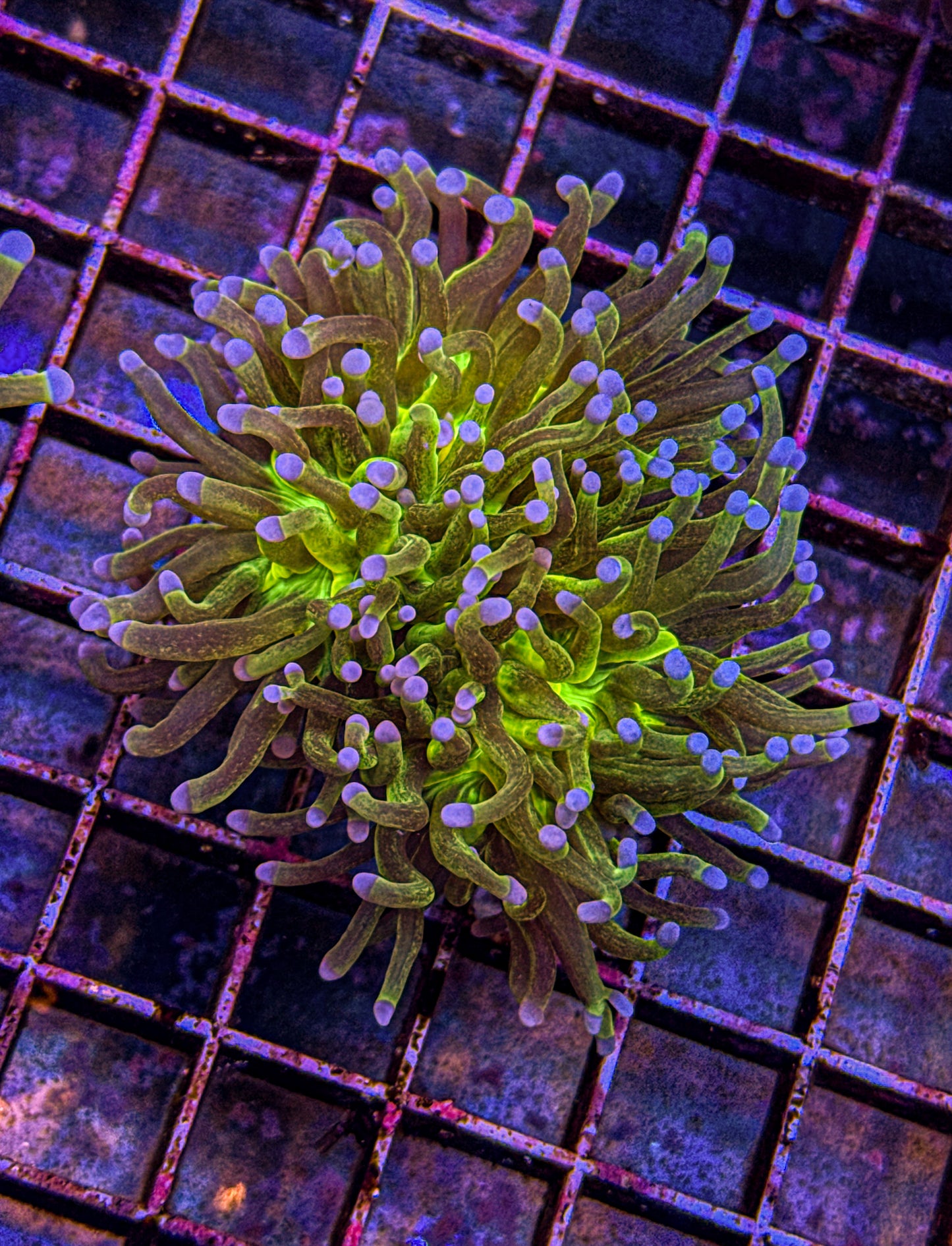 Glitter Holy Grail Torch “Double Head” (WYSIWYG)