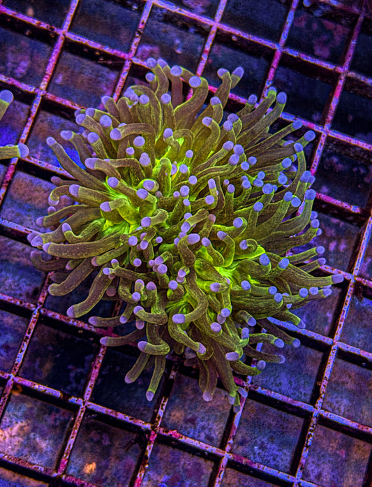 Glitter Holy Grail Torch “Double Head” (WYSIWYG)