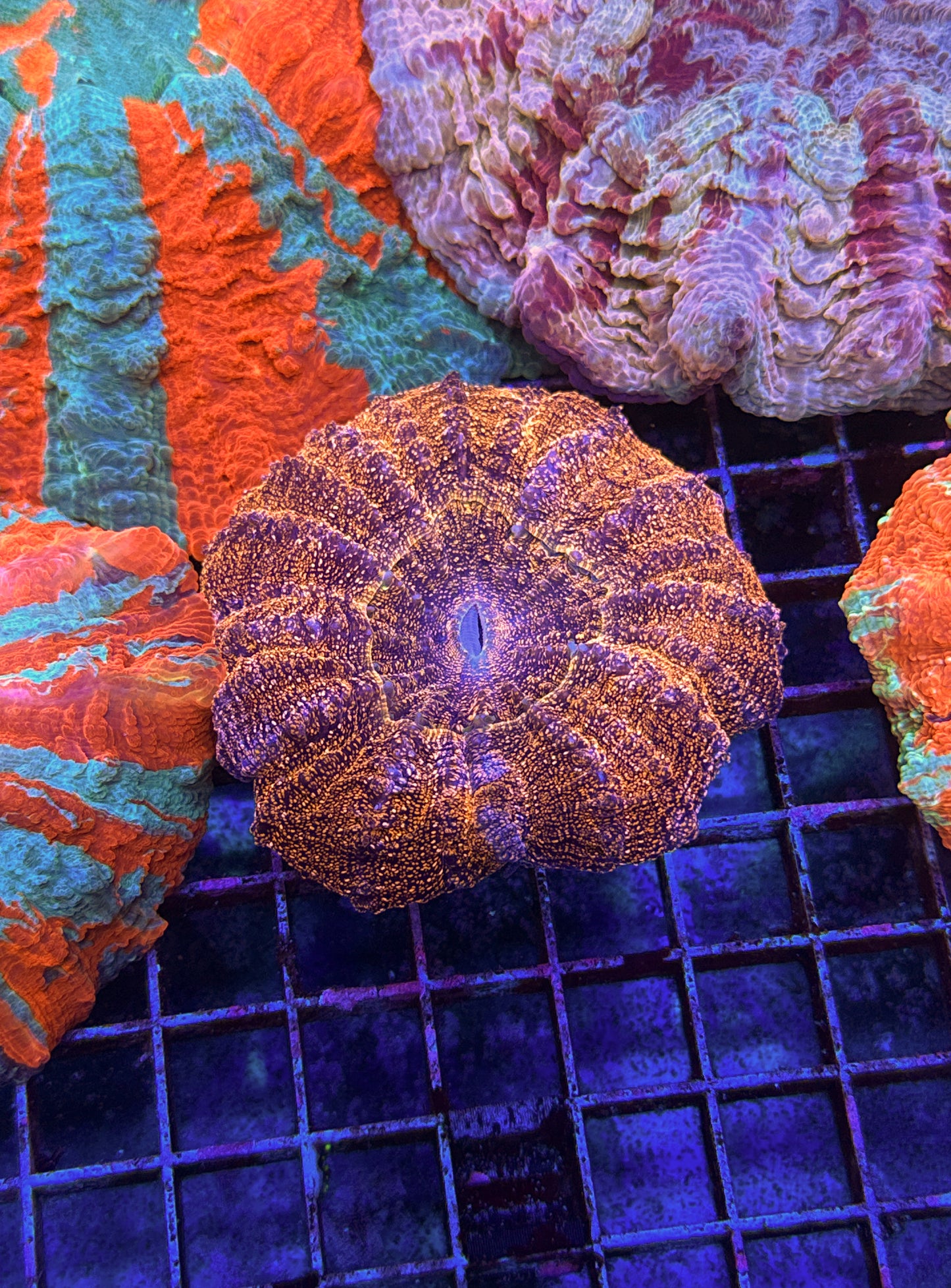 Orange Glitter Acanthophyllia (WYSIWYG)