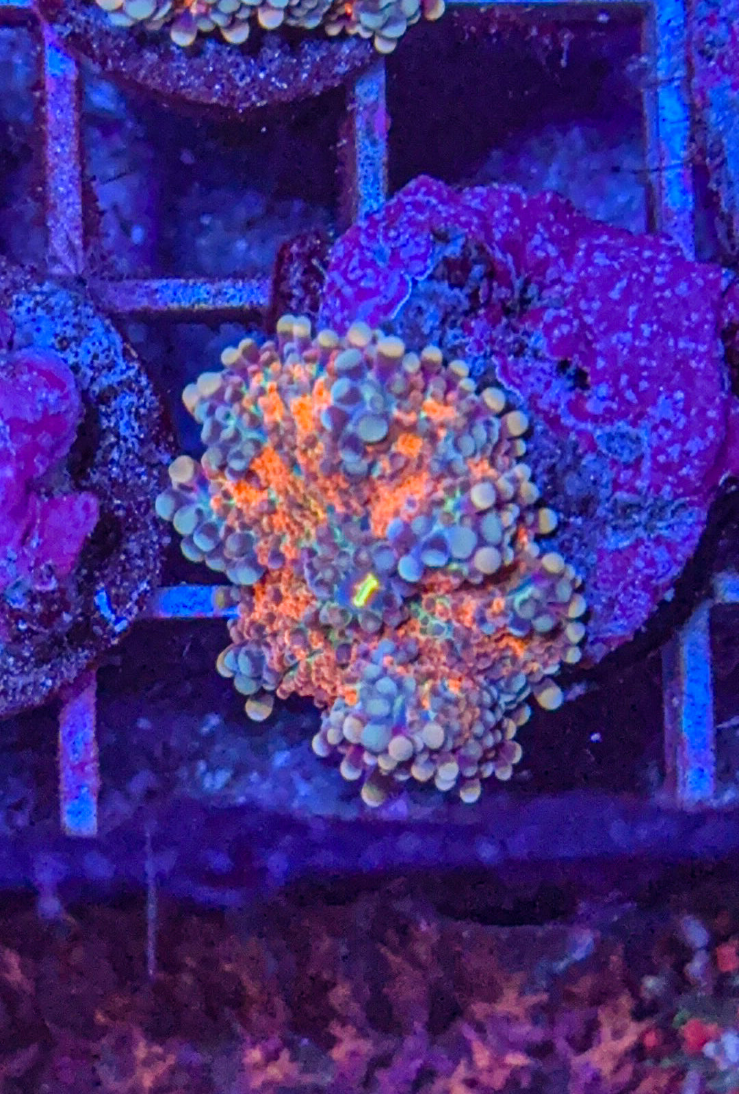 Rainbow Yuma (WYSIWYG)