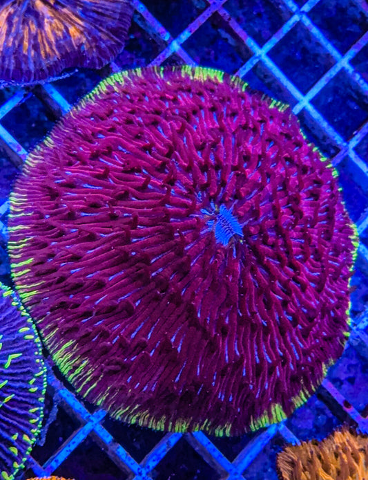 Toxic Rim Fungia (WYSIWYG)