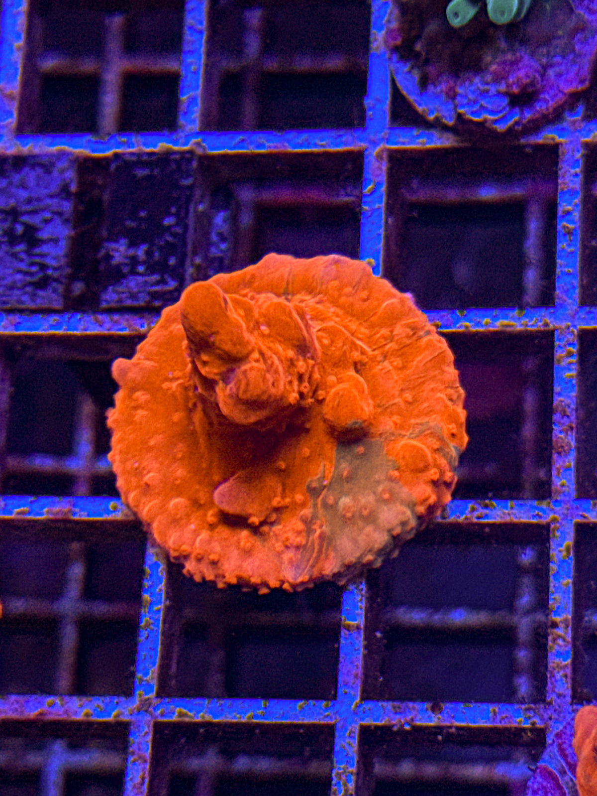 TSA Grafted Setosa (WYSIWYG)
