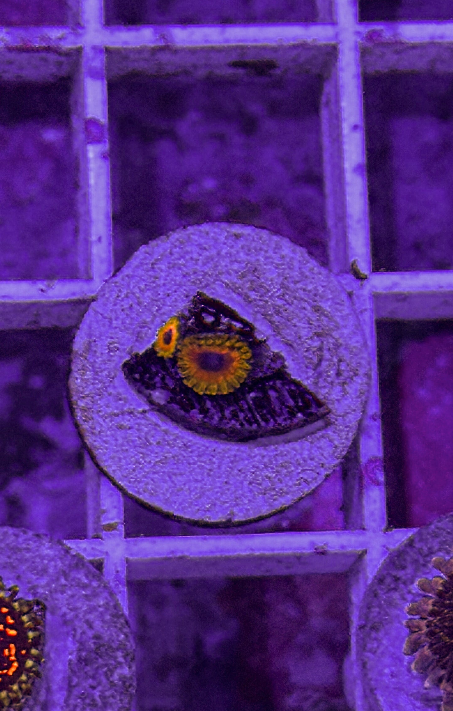 Great Owl Zoas (WYSIWYG)