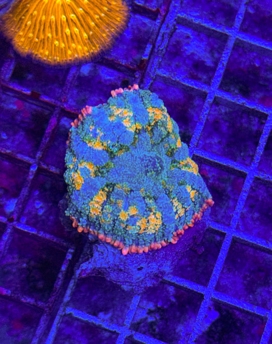 Rainbow Frank Mushroom (WYSIWYG)