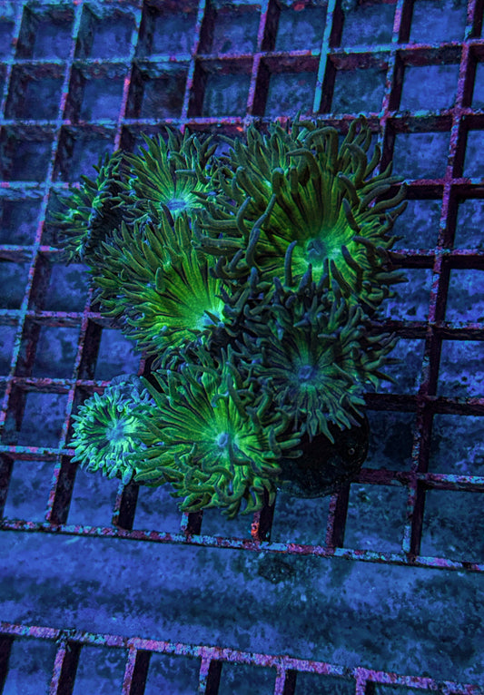 Duncan Coral (WYSIWYG)