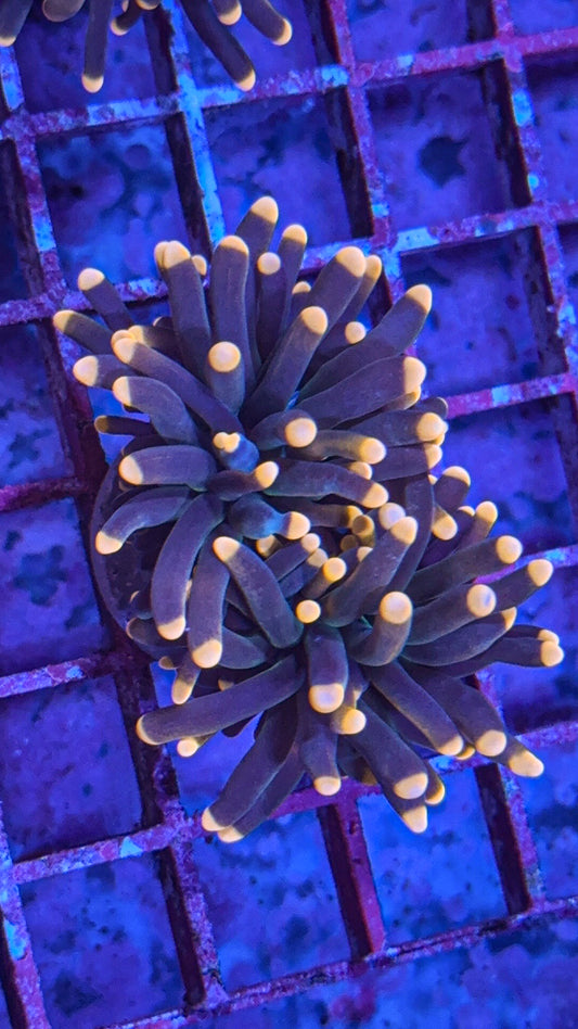 Malaysian Peach Tip Black Torch (WYSIWYG)