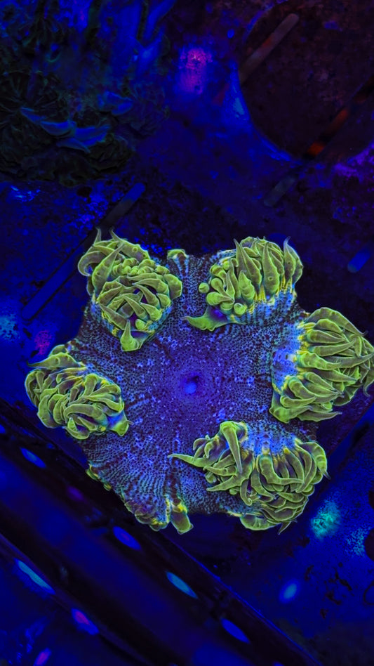 Ultra Rock Flower Anemone (WYSIWYG)