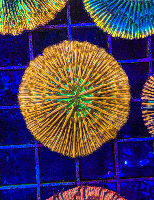 Unique Fungia (WYSIWYG)
