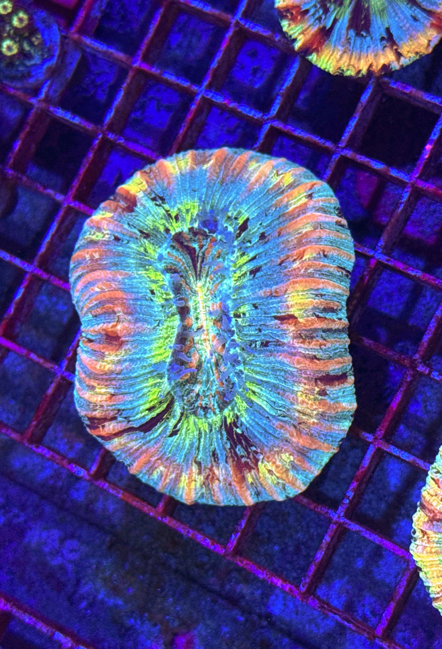 Cotton Candy Rainbow Trachy (WYSIWYG)