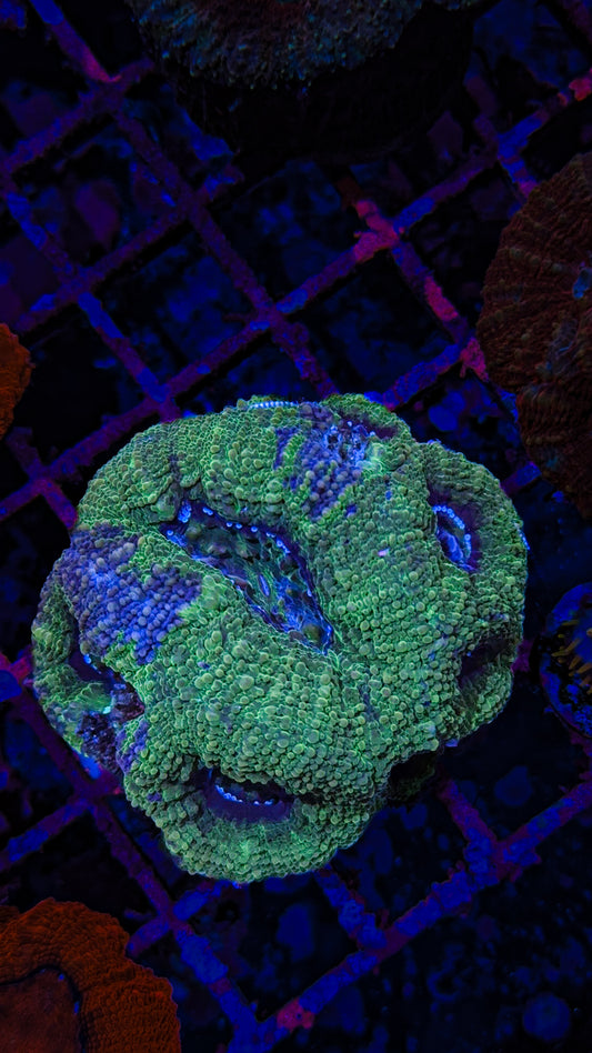 Bowerbanki Colony (WYSIWYG)