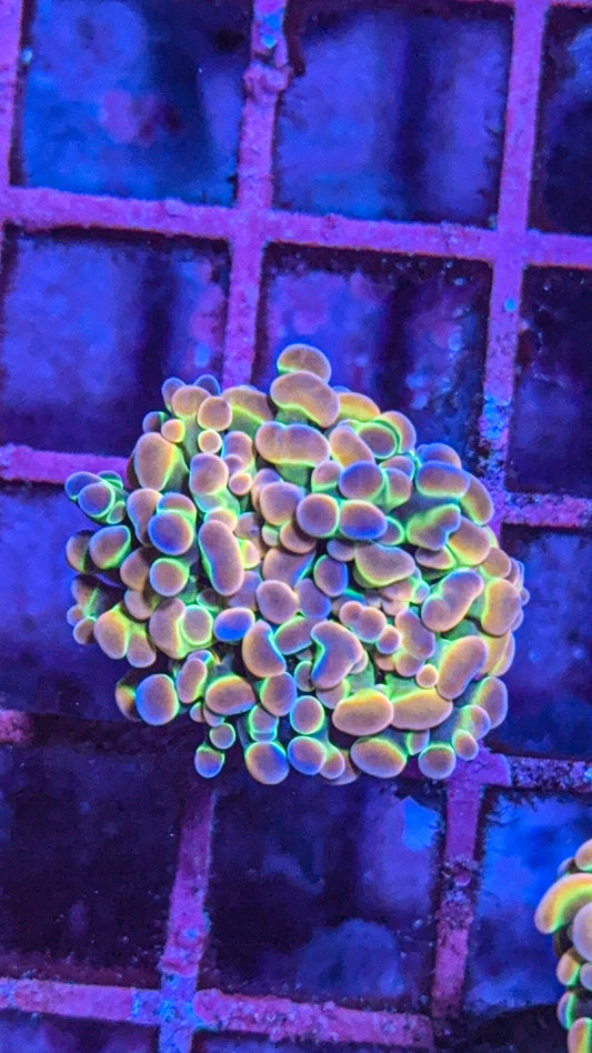 KDR Rainbow Hologram Hammer (WYSIWYG)