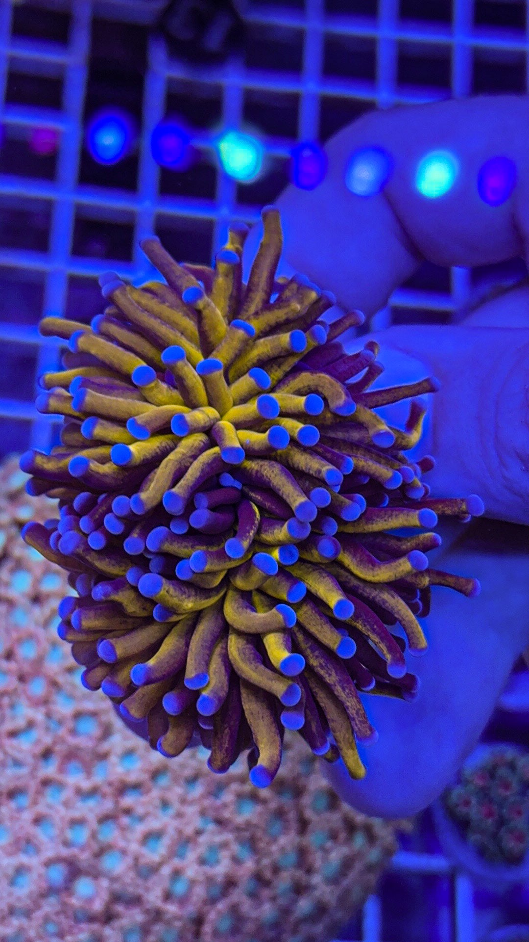 Aussie 24k Torch (WYSIWYG)