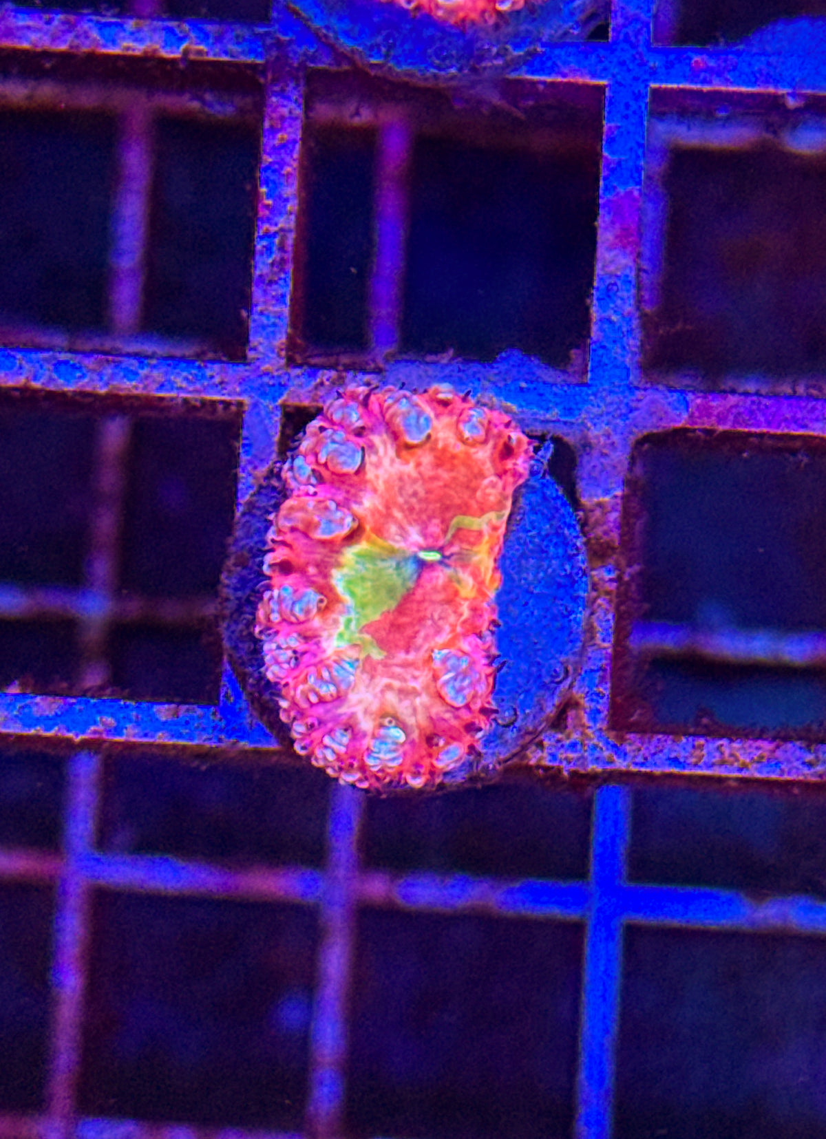 Master Grafted Blasto (WYSIWYG) #9