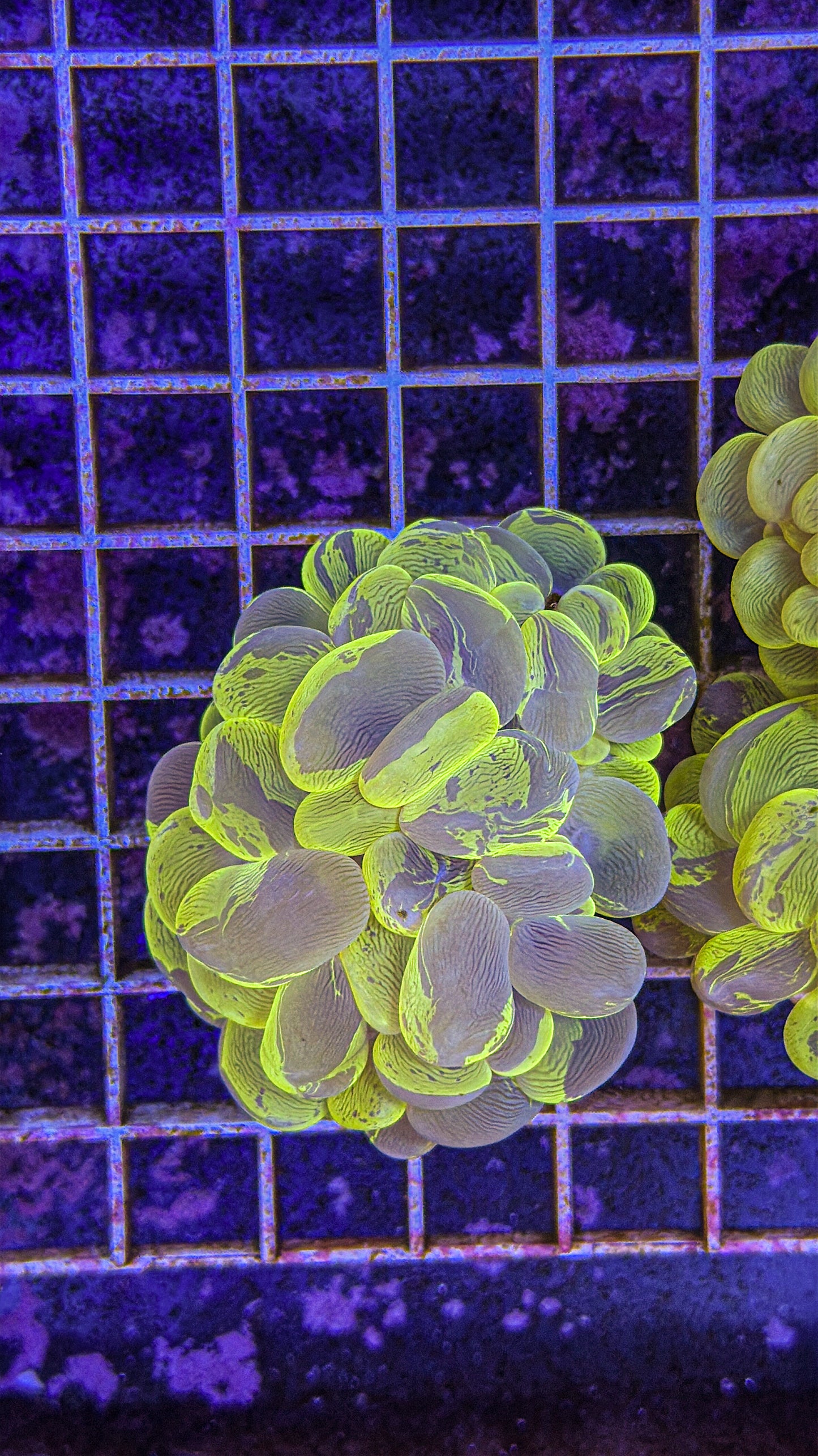 Yellow Splatter Bubble Coral (WYSIWYG)