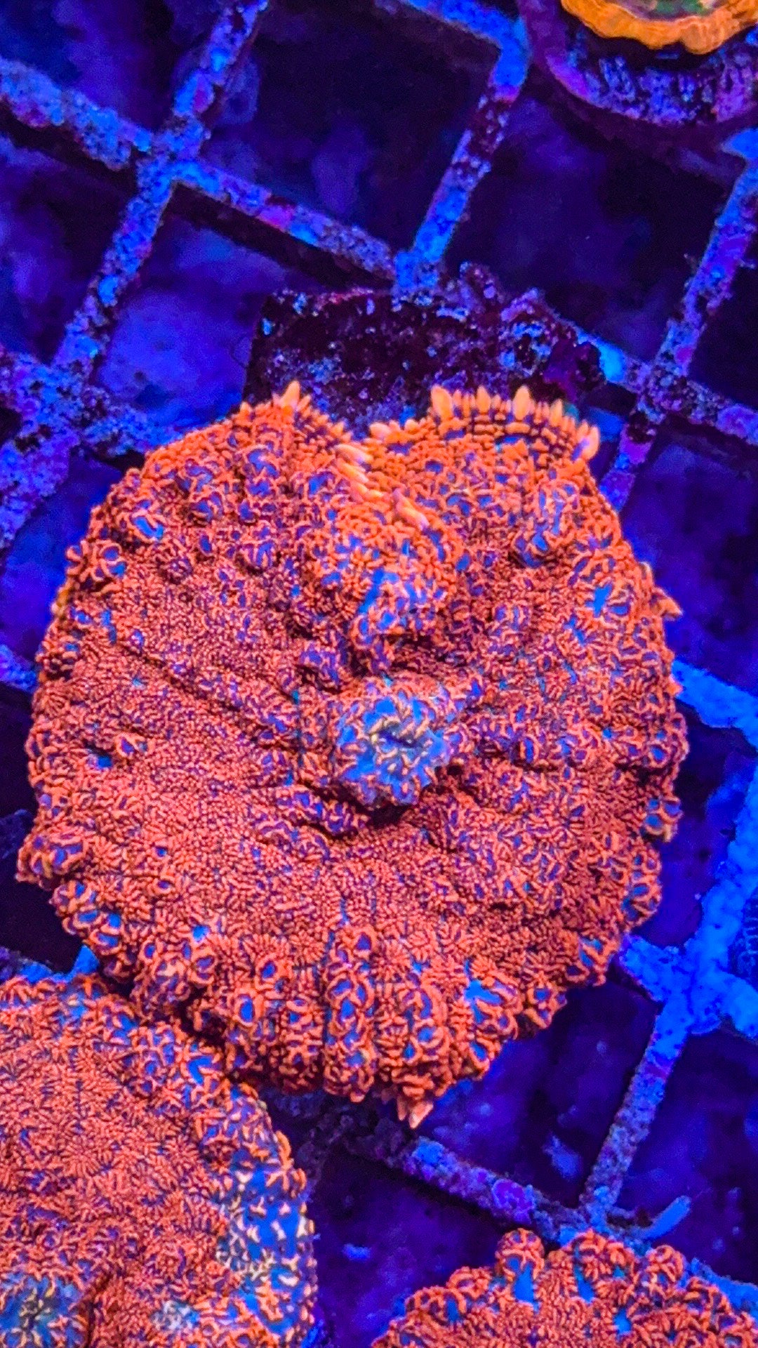 Raunchy Red Mushroom (WYSIWYG)