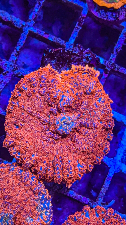 Raunchy Red Mushroom (WYSIWYG)