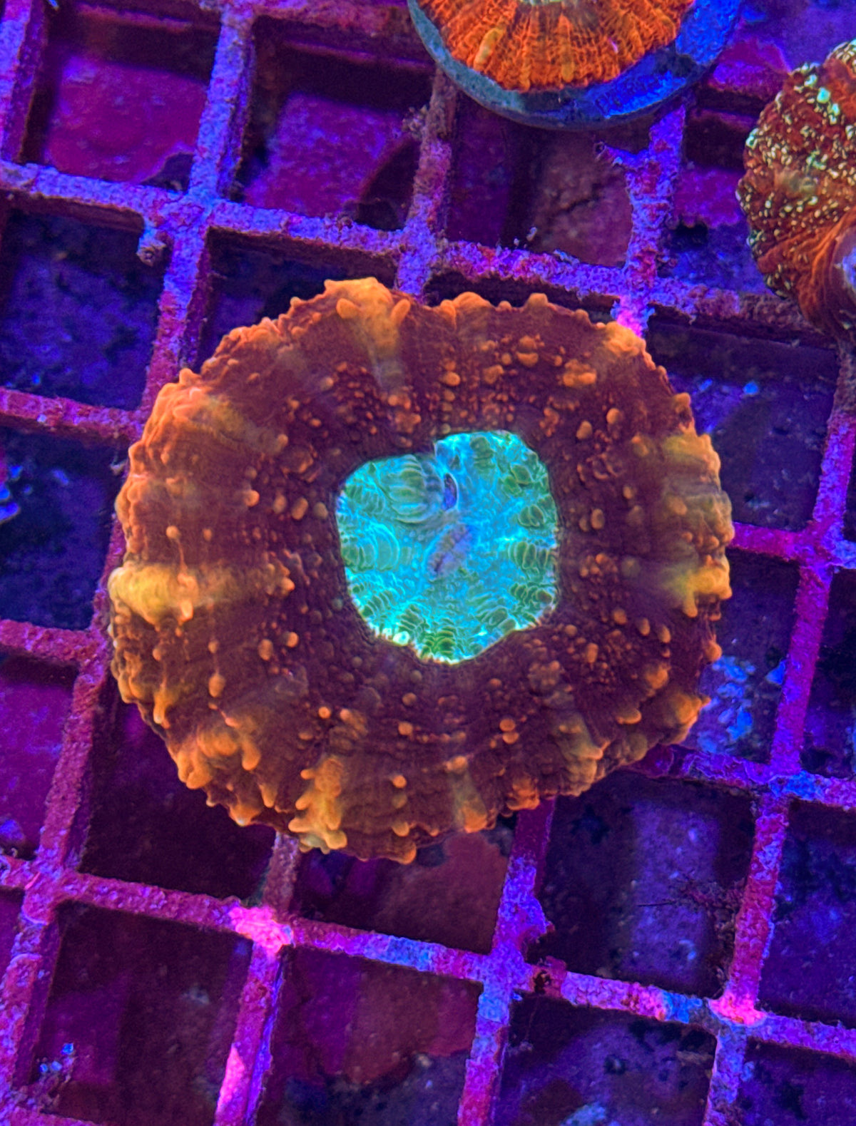 Acan Maxima “RARE” (WYSIWYG)