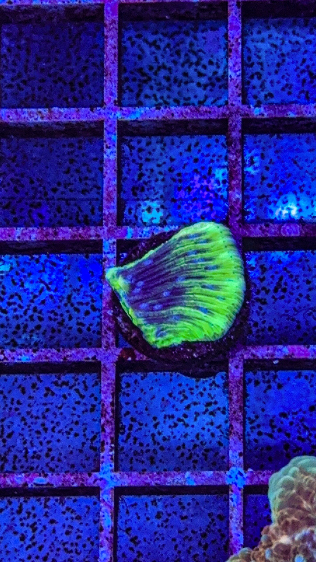 Diaseris Fungia AKA Plate coral  (WYSIWYG)