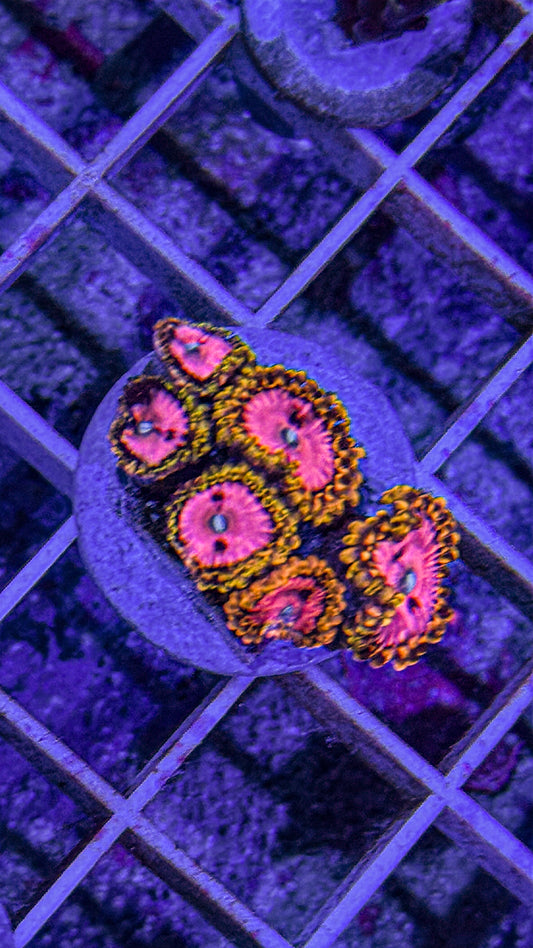 Pink Diamond Zoas (WYSIWYG)