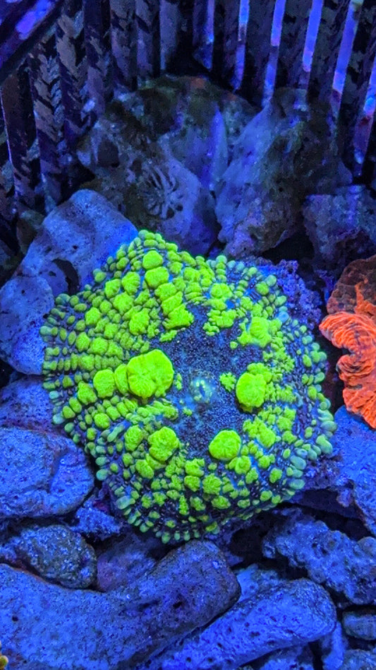 Uranium Bounce Mushroom (WYSIWYG)