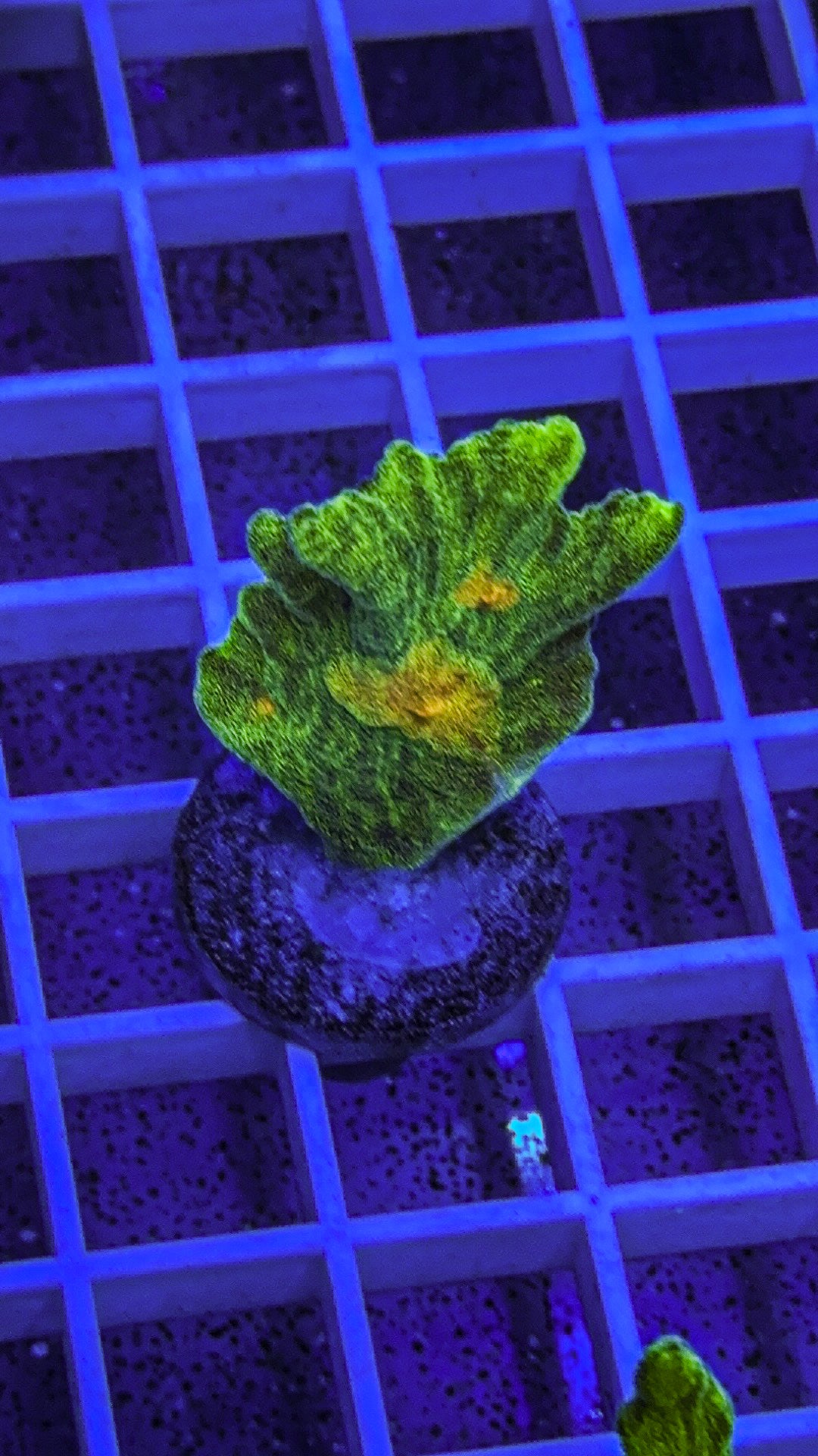 Space Invader Pectinia (WYSIWYG)