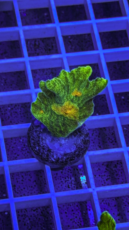 Space Invader Pectinia (WYSIWYG)