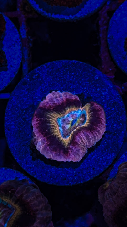 Asian Acan (WYSIWYG)