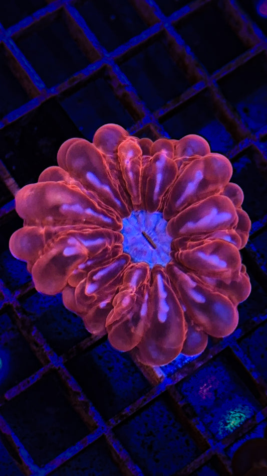 Pink Blue Mouth Cynarina (WYSIWYG)